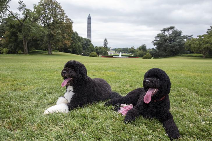 Bo and Sunny, two black Portuguese water dogs, sit beside each other on the green grass of the White House lawn.